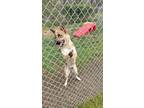 Adopt Stella a German Shepherd Dog / Mixed dog in Henderson, KY (41168118)