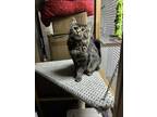 Adopt Cassie a Tiger Striped Domestic Mediumhair (medium coat) cat in Fullerton