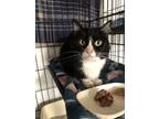 Adopt Lexi a Black & White or Tuxedo Domestic Shorthair (short coat) cat in