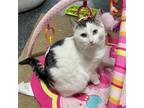 Adopt Sheldon a White (Mostly) Domestic Shorthair / Mixed (short coat) cat in