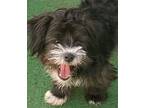 Adopt Baby Ella a Black - with White Maltipoo / Shih Tzu / Mixed dog in El