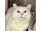 Adopt Azrael a White Domestic Shorthair / Mixed Breed (Medium) / Mixed (short