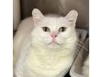 Adopt Azrael a White Domestic Shorthair / Domestic Shorthair / Mixed cat in