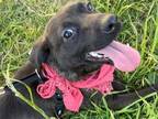 Adopt Yulie a Labrador Retriever / Plott Hound / Mixed dog in Portland