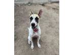 Adopt Betty White a Great Dane / Terrier (Unknown Type, Medium) / Mixed dog in