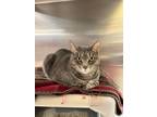 Adopt Stormy a Domestic Shorthair / Mixed (short coat) cat in Walden