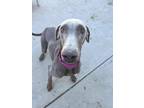 Adopt Pam a Tan/Yellow/Fawn Doberman Pinscher / Mixed dog in Fountain