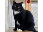 Adopt Juniper a Black & White or Tuxedo American Shorthair (short coat) cat in
