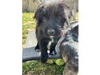 Adopt Vandalay a Black Shepherd (Unknown Type) / Mixed dog in Binghamton