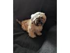 Adopt Emma a Tan/Yellow/Fawn - with White Shih Tzu / Mixed dog in Millersburg