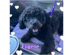 Adopt Eugene a Black Poodle (Miniature) / Bichon Frise / Mixed dog in Hollywood