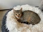 Adopt Cha Cha a Tiger Striped Domestic Shorthair (short coat) cat in Lauderhill