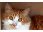 Adopt Oliver a Orange or Red Domestic Longhair (long coat) cat in Okeechobee