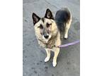 Adopt Buddy a Black - with Tan, Yellow or Fawn German Shepherd Dog / Norwegian