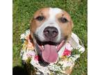 Adopt Ivory a American Pit Bull Terrier / Mixed dog in Glen Rose, TX (41137100)