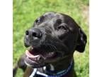 Adopt Sadie a Rhodesian Ridgeback / Mixed dog in Glen Rose, TX (41037841)