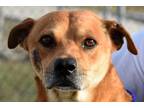 Adopt Frank a Brown/Chocolate - with White Mixed Breed (Medium) / Mixed dog in