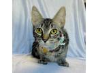 Adopt JELLYBEAN a Brown Tabby Domestic Shorthair (short coat) cat in Irvine