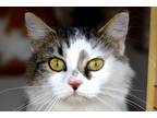 Adopt Reba a White (Mostly) Domestic Mediumhair (medium coat) cat in Okeechobee