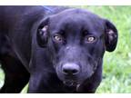 Adopt Cooper a Black Labrador Retriever / Mixed Breed (Large) / Mixed dog in