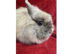 Adopt Opal a Grey/Silver Jersey Wooly / Mixed (long coat) rabbit in Edinburg