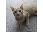 Adopt Tolkien a Orange or Red Tabby Domestic Shorthair (short coat) cat in