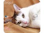 Adopt Brigid a Brown Tabby Domestic Shorthair (short coat) cat in St.