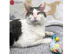 Adopt Blaine a Gray or Blue American Shorthair (short coat) cat in St.