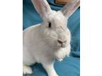 Adopt Marie a White Flemish Giant / Mixed (short coat) rabbit in Edinburg