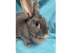Adopt Harriet a Grey/Silver Flemish Giant / Mixed (short coat) rabbit in
