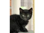 Adopt Onyx a All Black Domestic Shorthair (short coat) cat in Ladson