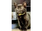 Adopt Jade a All Black Domestic Shorthair (short coat) cat in Ladson