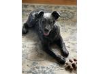 Adopt Rudy a Gray/Blue/Silver/Salt & Pepper Australian Cattle Dog / Mixed dog in