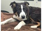 Adopt 161008 a Black Border Collie / Mixed dog in Bakersfield, CA (41166768)
