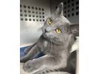 Adopt Ronan a Domestic Shorthair / Mixed (short coat) cat in Ladysmith