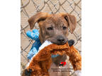 Adopt Odessa a Red/Golden/Orange/Chestnut Retriever (Unknown Type) / Mixed dog