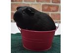 Adopt Midnight a Black Guinea Pig / Mixed (short coat) small animal in Largo
