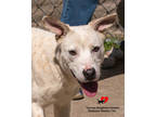 Adopt Dakota a White Dalmatian / Mixed dog in Toccoa, GA (41154486)