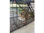 Adopt Lena a Orange or Red (Mostly) Domestic Shorthair (short coat) cat in