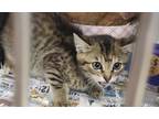 Adopt Eden a Brown Tabby Domestic Shorthair (short coat) cat in Walterboro