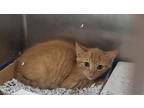 Adopt Kenny a Orange or Red Domestic Shorthair (short coat) cat in Walterboro