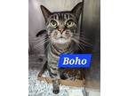 Adopt Bobo a Brown Tabby Domestic Shorthair (short coat) cat in Walterboro