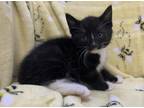 Adopt Clutch a Black & White or Tuxedo Domestic Shorthair (short coat) cat in