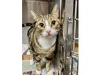 Adopt Fred a Brown Tabby Domestic Shorthair (short coat) cat in Walterboro