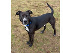 Adopt Baxter 789584 a Black American Pit Bull Terrier / Mixed Breed (Medium) /