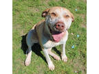 Adopt Mi Amigo a Tan/Yellow/Fawn Beagle / Mixed dog in San Marcos, TX (41045801)
