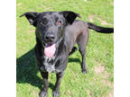 Adopt Figaro a Black German Shepherd Dog / Mixed Breed (Medium) / Mixed (medium