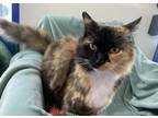 Adopt Queeny a Calico or Dilute Calico Domestic Longhair (long coat) cat in