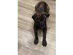 Adopt Hercules a Black Cane Corso / Mixed dog in Woodland, CA (41166310)