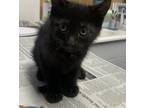 Adopt Wasabi a All Black Domestic Shorthair (short coat) cat in Wahiawa